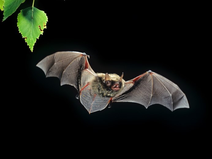 Летучая мышь ушан