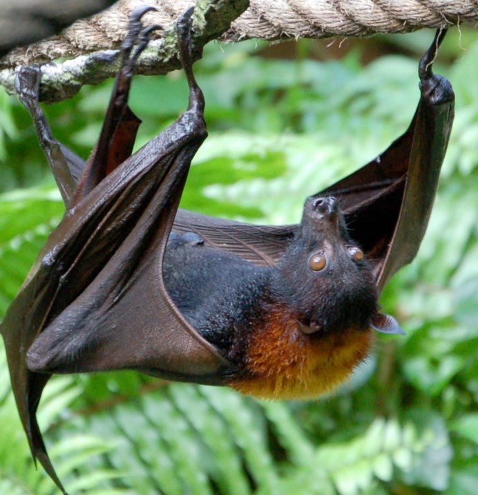 Уссурийский трубконос