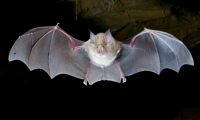 Сибирская ночница