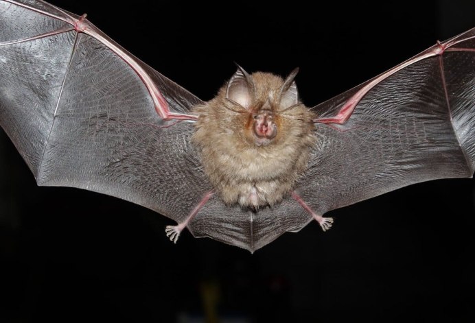 Ушан вечерница ночница