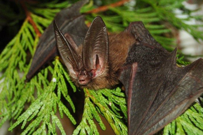 Бурый ушан красная книга Карелии