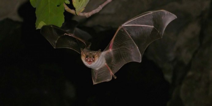 Вечерница летучая мышь