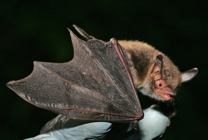 Ночница Наттерера