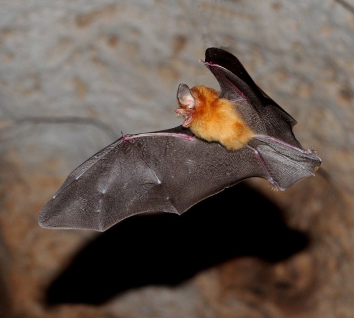 Ночница Брандта (Myotis brandtii (Eversmann, 1845))