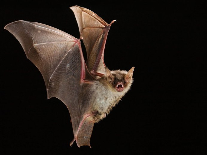 Летучая вечерница