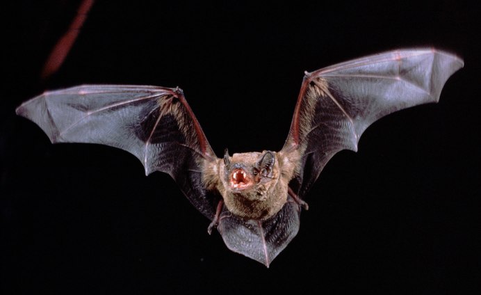 Ушан бурый – Plecotus auritus