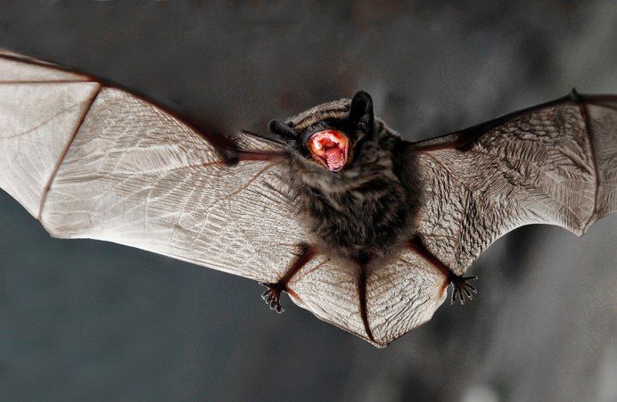 Рукокрылые ушан