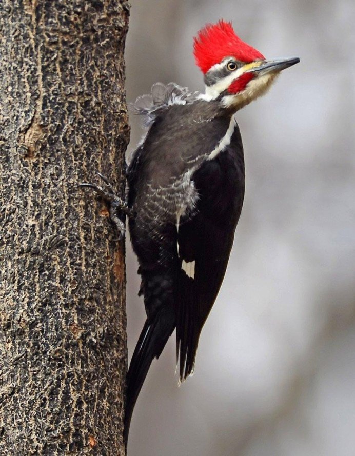 Седой дятел (Picus canus)