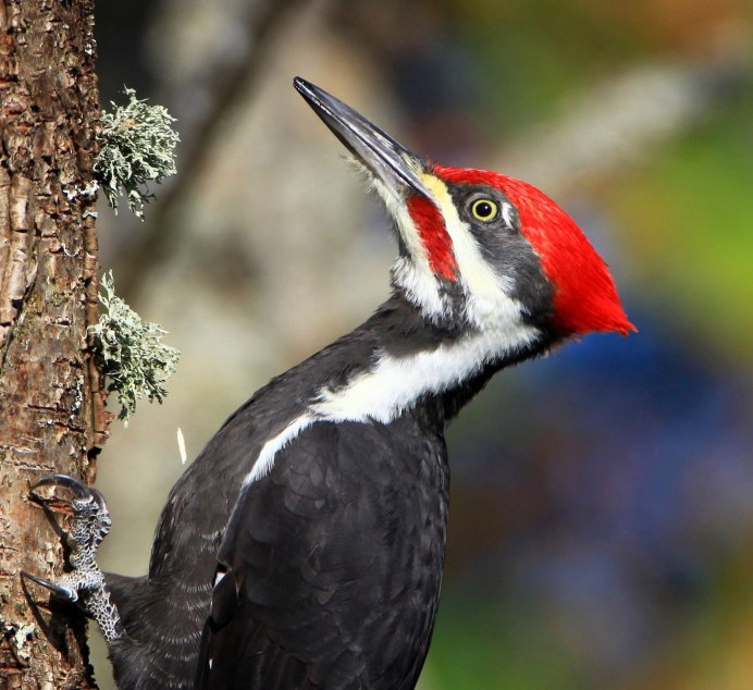 Picus viridis (зеленый дятел)