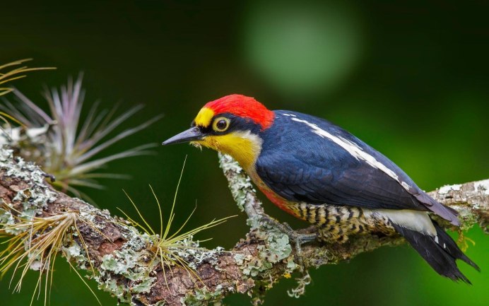 Императорский дятел (Campephilus Imperialis)