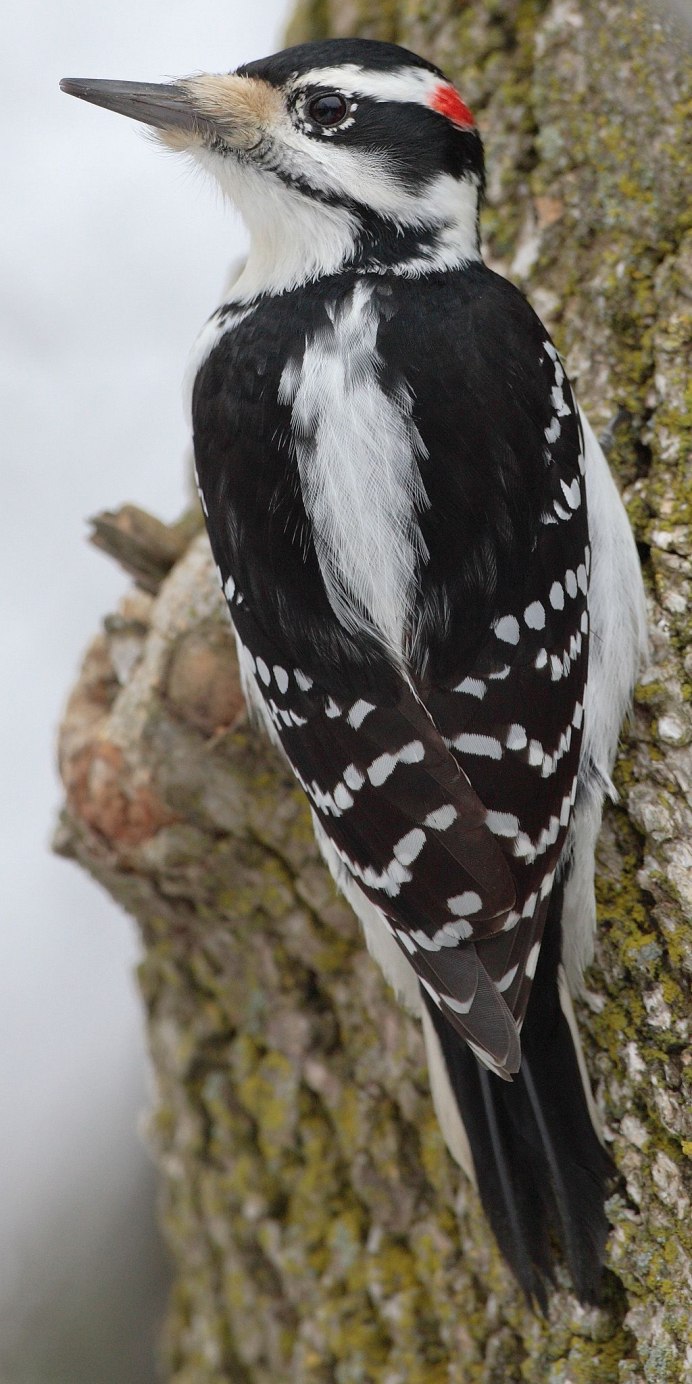 Зеленый дятел -Picus viridis Linnaeus (1758)