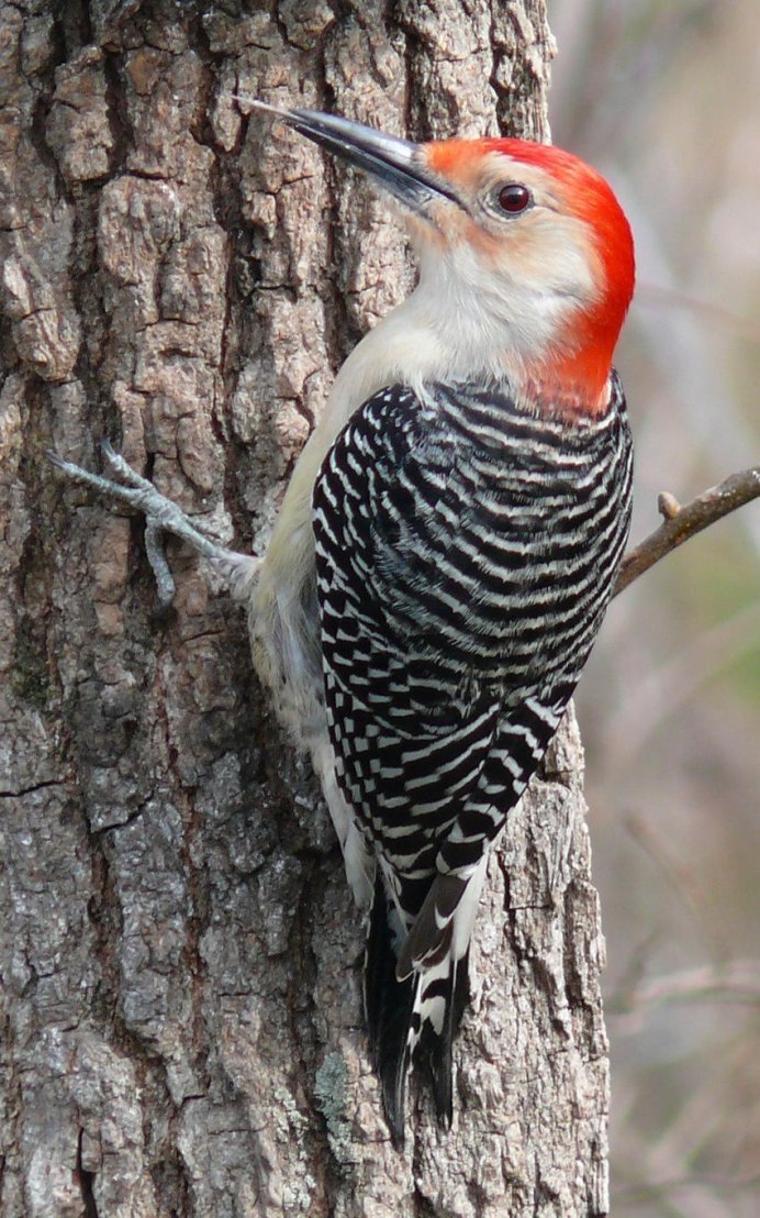 Зеленый дятел -Picus viridis Linnaeus (1758)