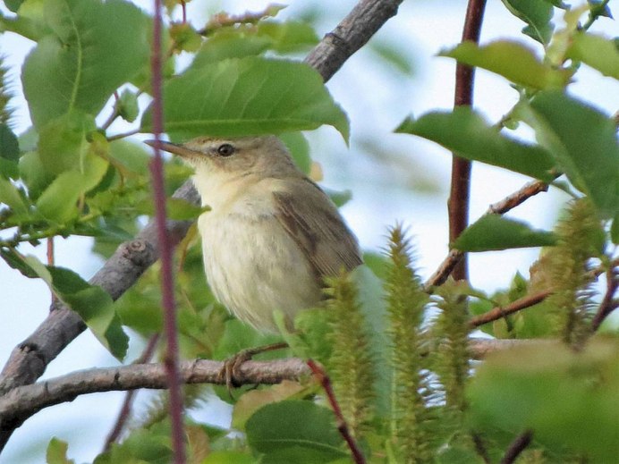 Картинка овсянка-Ремез (schoeniclus Rusticus)
