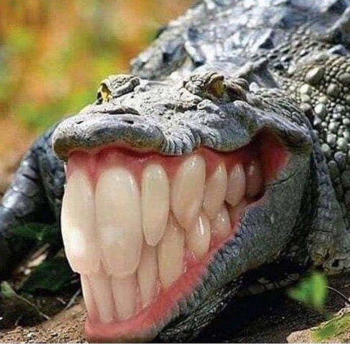 Yacare Caiman