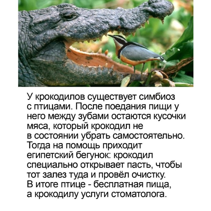 Крокодил и птичка Тари симбиоз