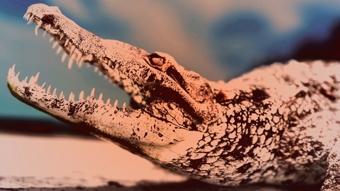 Центральноамериканский крокодил (Crocodylus moreletii)