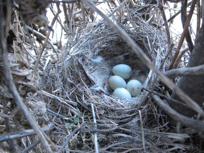 Коноплянка птица гнездо