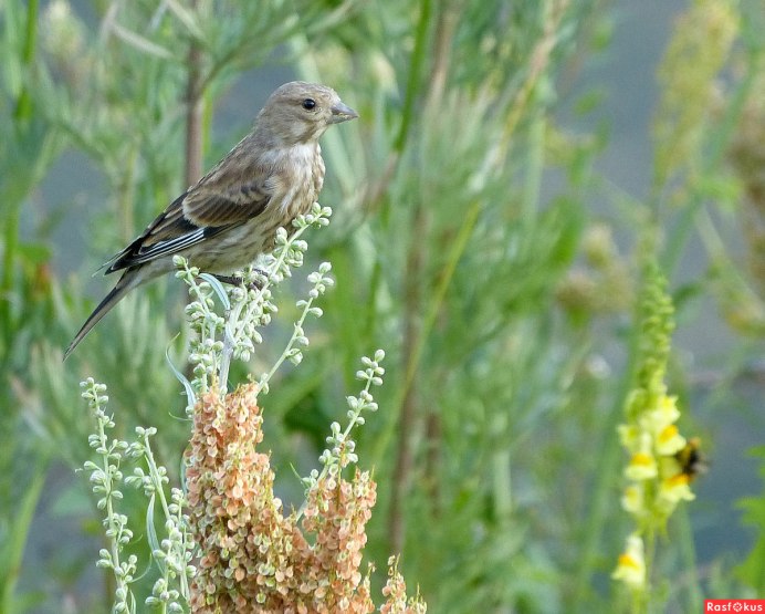 Коноплянка птица гнездо