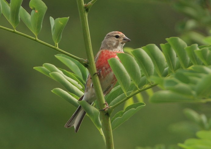 Горная Коноплянка птенец
