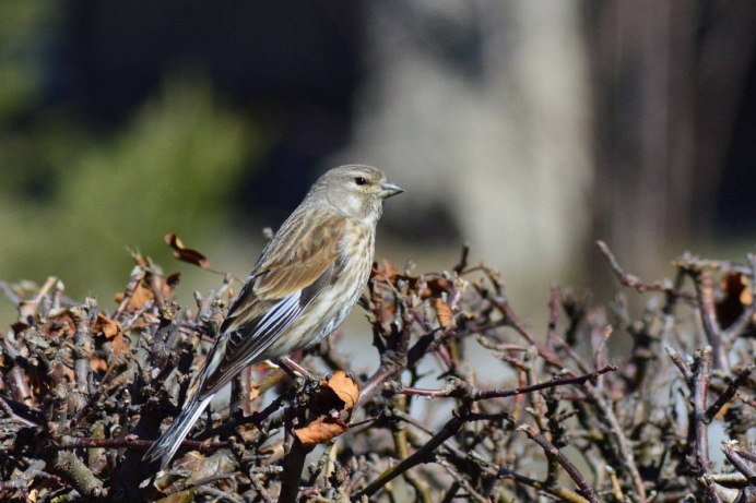 Горная Коноплянка птенец