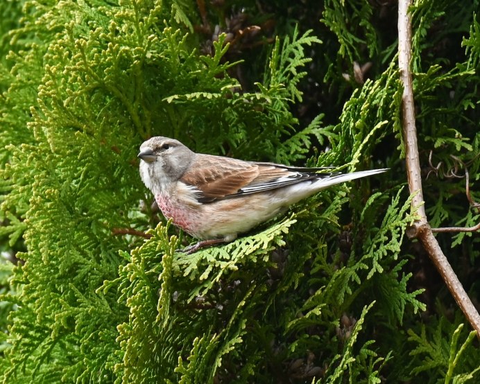 Соловей Коноплянка