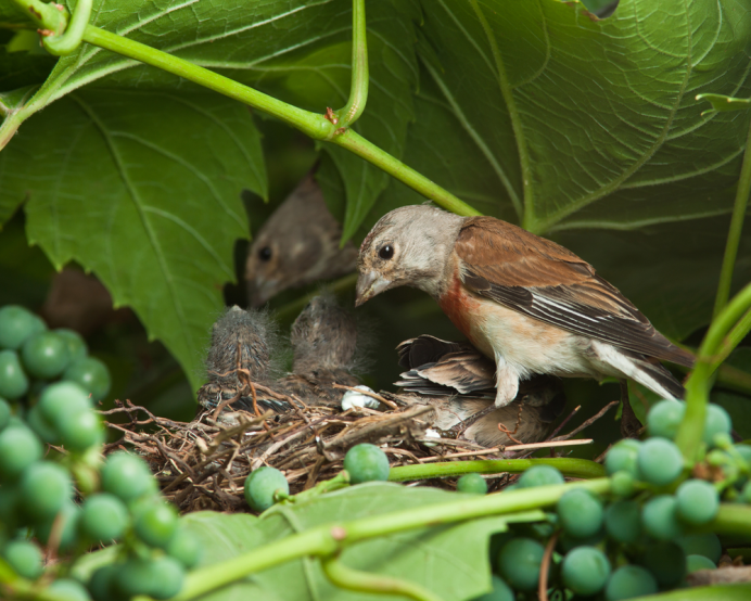 Птенец щегла Коноплянка
