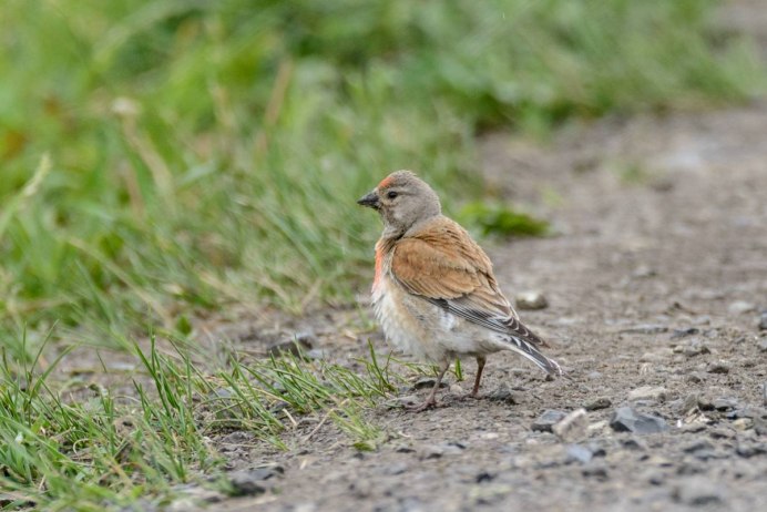 Коноплянка стайная птица