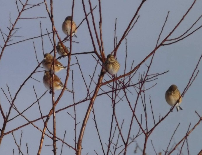 Коноплянка в Крыму