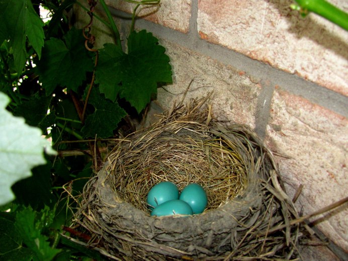 Коноплянка птичка гнездо