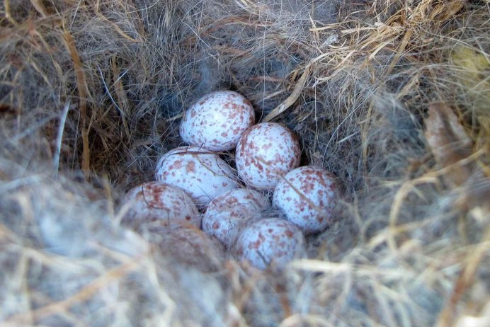 Гнездо гнездо Коноплянки