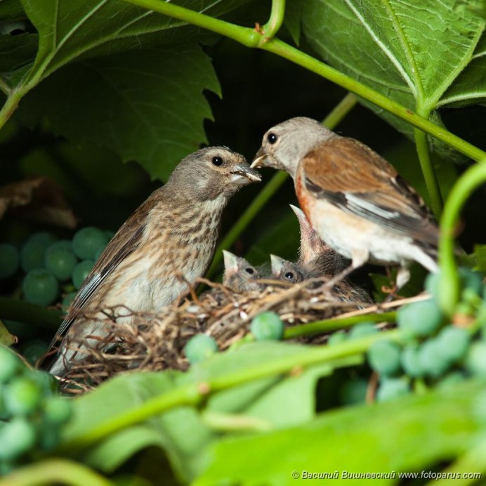 Коноплянка Реполов