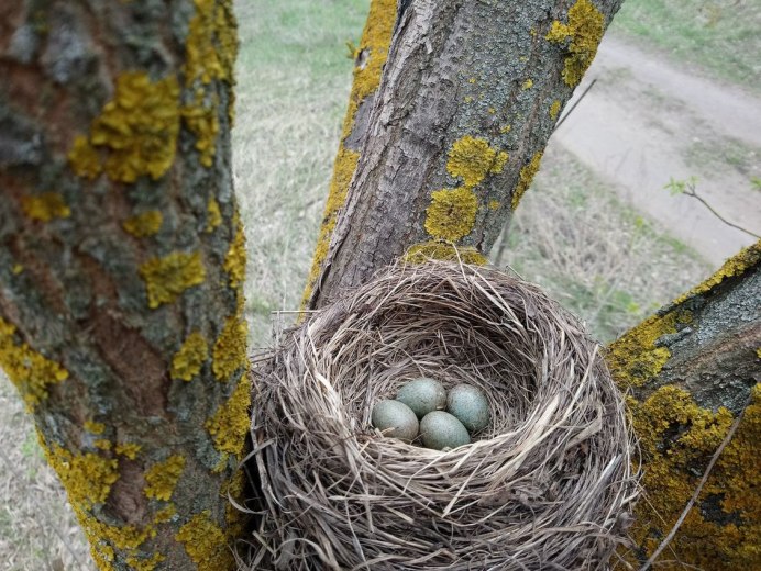 Горная Коноплянка птенец