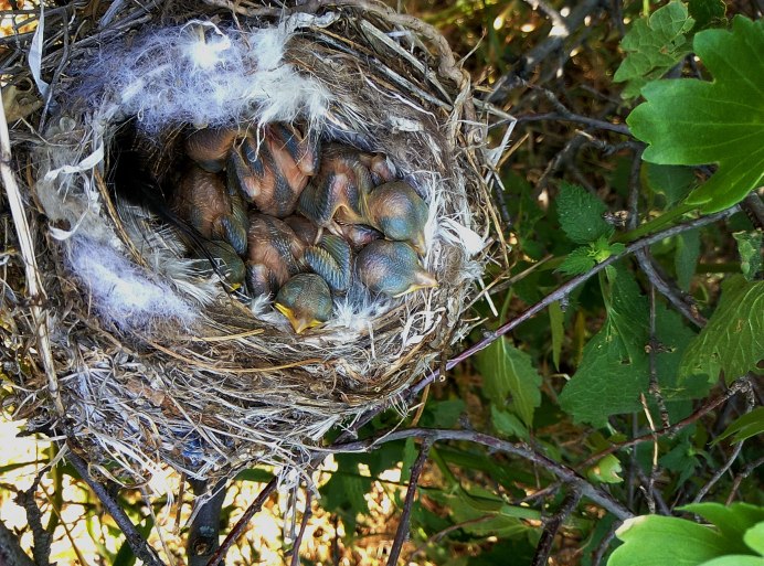 Птенец Коноплянки слеток