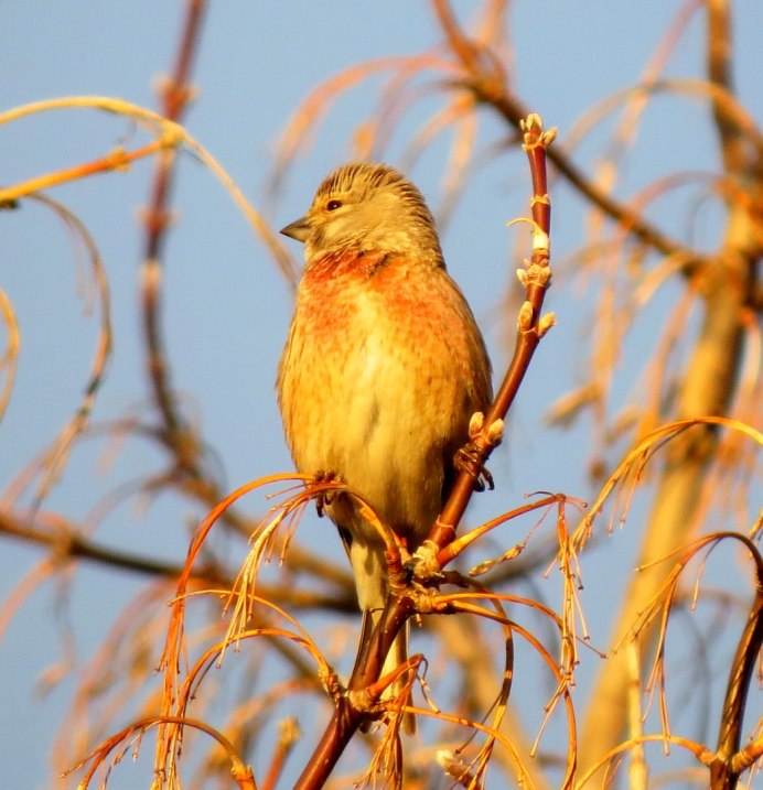 Звуки репел