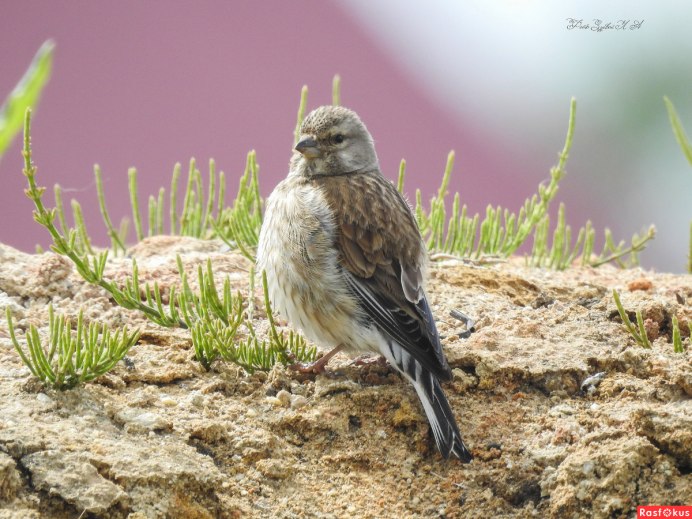 Гнездо Коноплянки фото