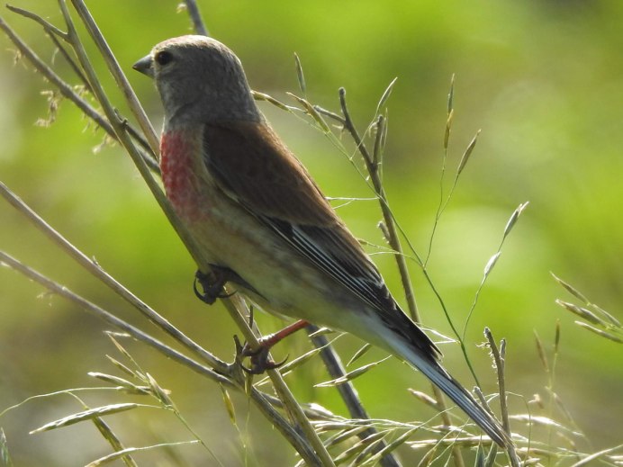 Коноплянка птичка