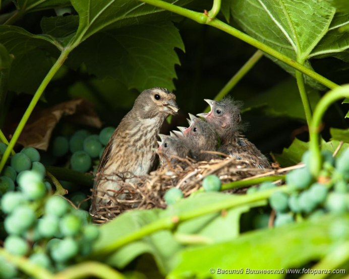 Коноплянка гнездо фото и описание