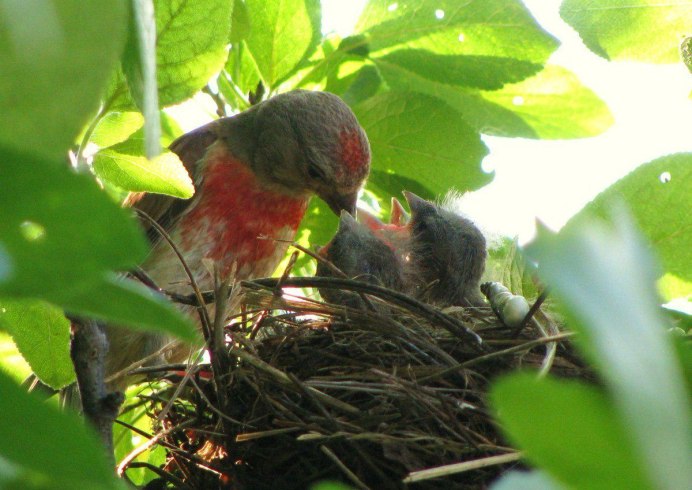 Гнездо Коноплянки