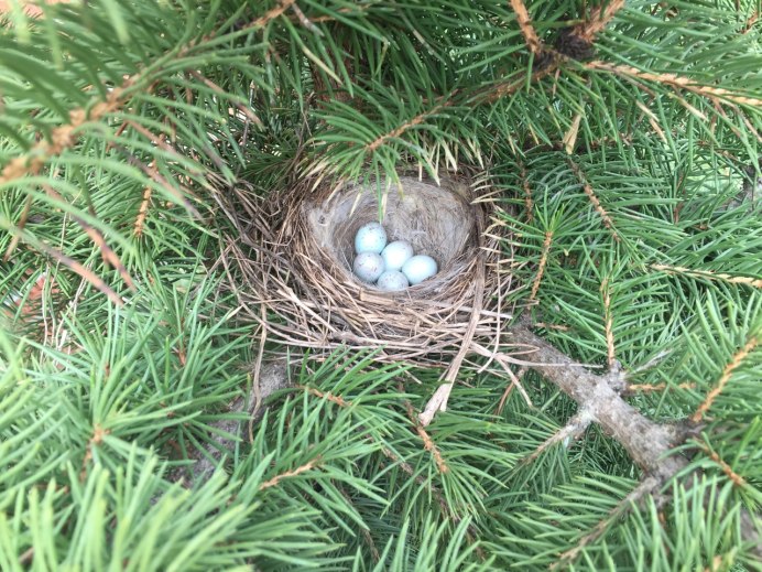 Гнездо гнездо Коноплянки