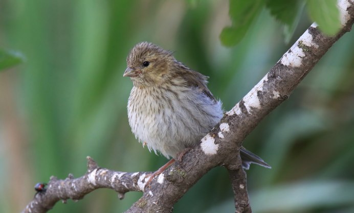 Гнездо Коноплянки