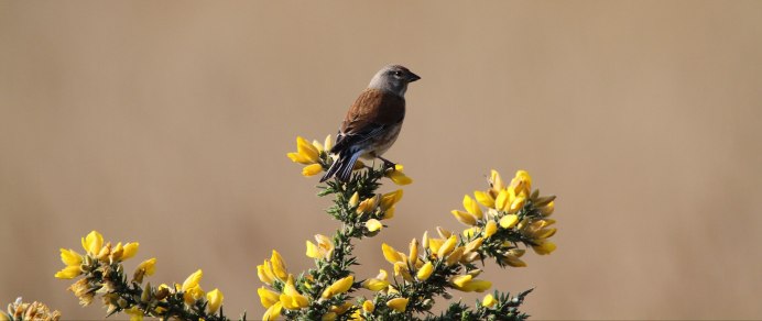 Коноплянка гнездо в туе
