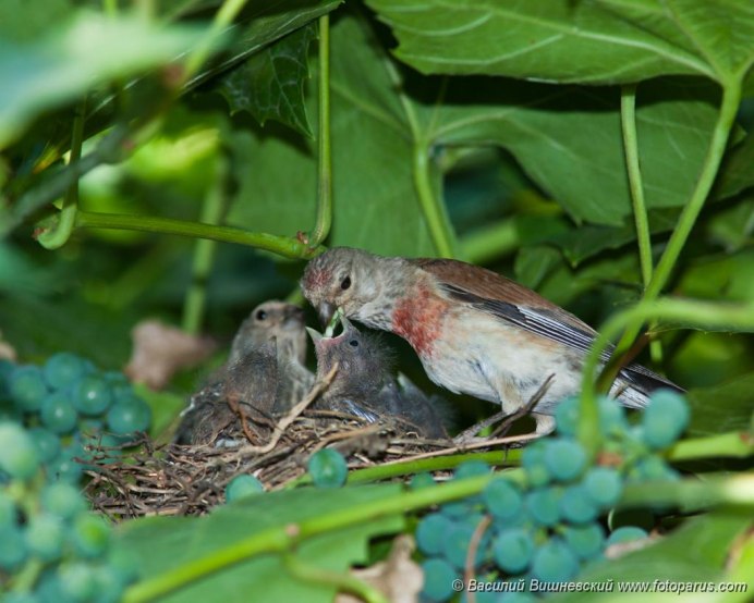Индийская Коноплянка