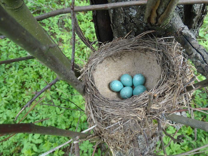 Коноплянка птица гнездо