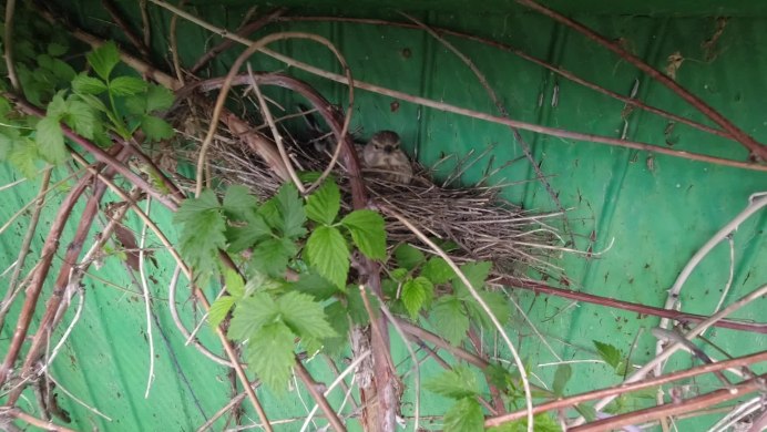 Горная Коноплянка