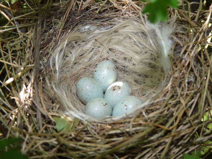 Гнездо Коноплянки