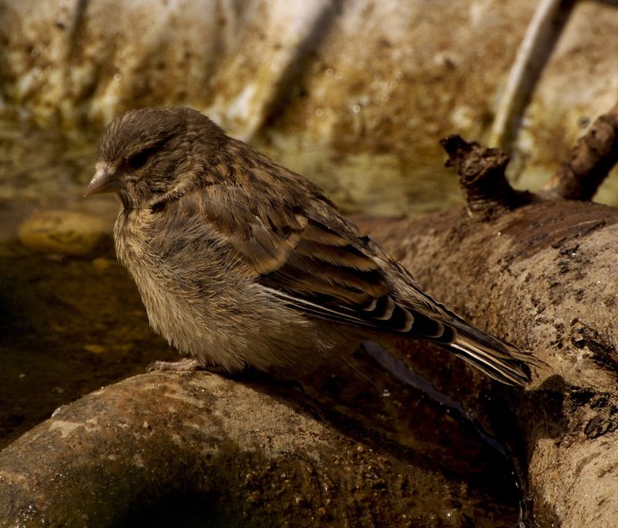 Ямская степь Коноплянки