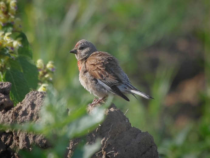 Слеток Коноплянки