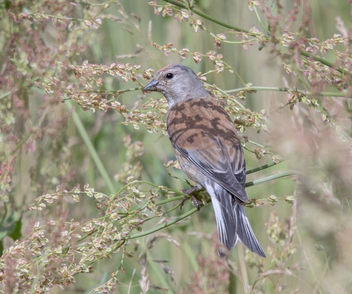 Коноплянка Реполов