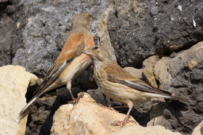 Коноплянка спряталась