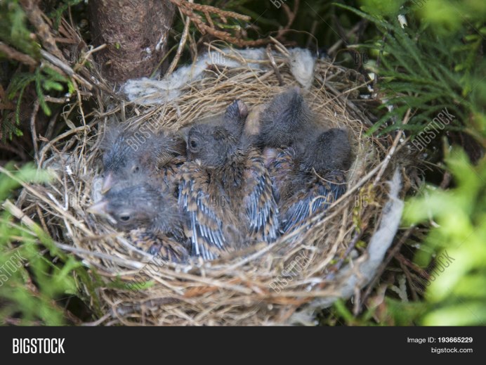 Горная Коноплянка птенец